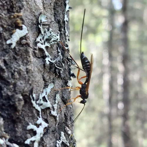 Coleocentrus harringtoni