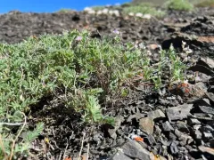 Least Bladdery Milkvetch thumbnail 4