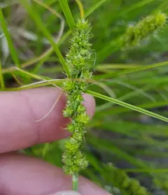 Yellow-fruited Sedge thumbnail 4