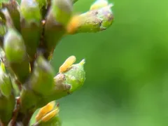 false indigo psyllid thumbnail 2
