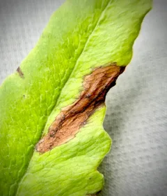 Chirosia gleniensis thumbnail 4