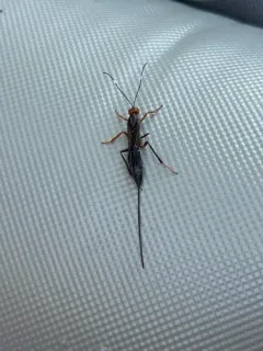 Xorides californicus thumbnail 2