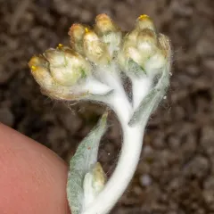 Jersey Cudweed thumbnail 3