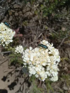 Trichodes oregonensis thumbnail 3