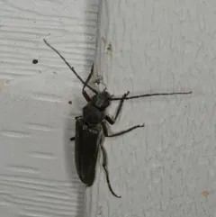 Pitted Longhorn Beetle thumbnail 2