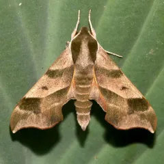Virginia Creeper Sphinx thumbnail 2