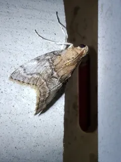 Gray-banded Pococera Moth thumbnail 4