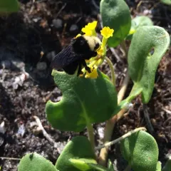 Yellow-faced Bumble Bee thumbnail 4
