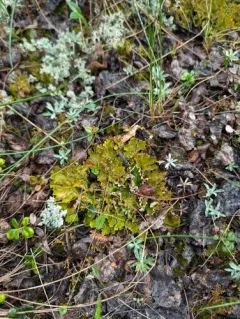Alpine Kidney Lichen thumbnail 4