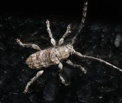 Rough-coated Longhorned Beetle thumbnail 4