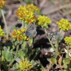 Glaucon Blue thumbnail 2