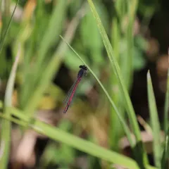 Western Red Damsel thumbnail 3