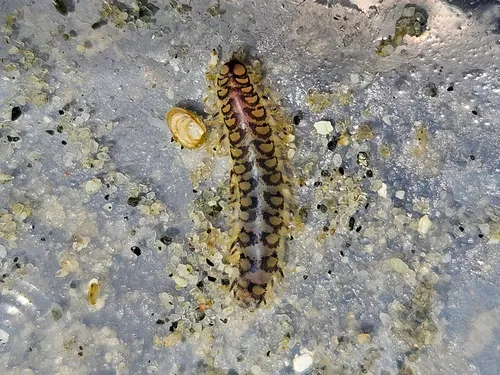 Malmgreniella nigralba
