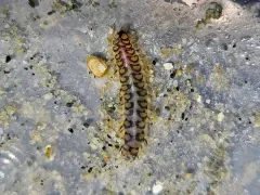 Malmgreniella nigralba thumbnail 1