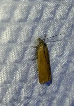 Hystrichophora stygiana thumbnail 3