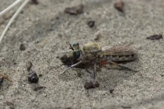 Laphystia flavipes thumbnail 4