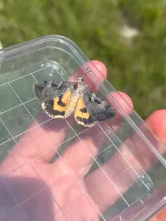 Whitney's Underwing thumbnail 3