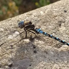 California Darner thumbnail 2