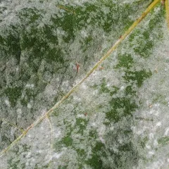 Sawadaea bicornis thumbnail 3