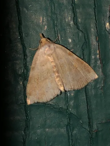 Bent-lined Tan