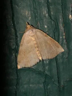 Bent-lined Tan thumbnail 1