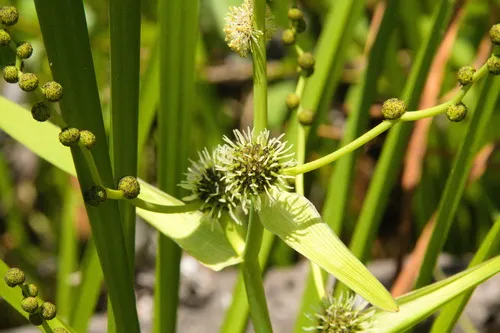Branched Bur-reed