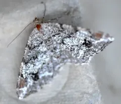Granite Angle thumbnail 2