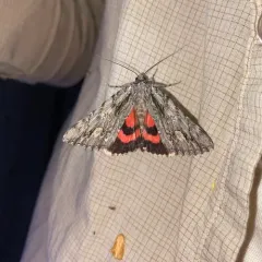 Scarlet Underwing thumbnail 2