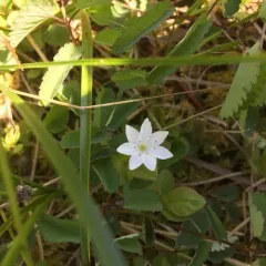 Arctic Starflower thumbnail 3