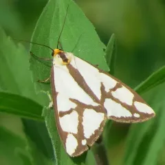 Reversed Haploa Moth thumbnail 2