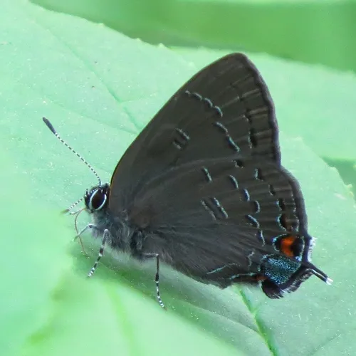 Banded Hairstreak