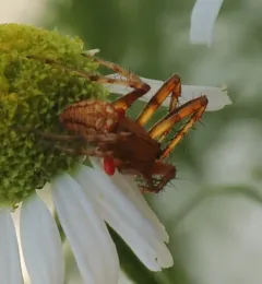 Araneus iviei thumbnail 2