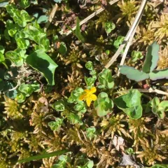 Bog St. John's-wort thumbnail 4