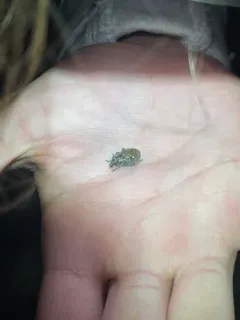 Trichalophus didymus thumbnail 2