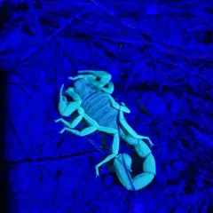 Black Hairy Scorpion thumbnail 3