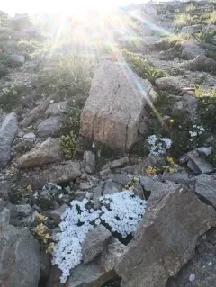 cushion phlox thumbnail 3