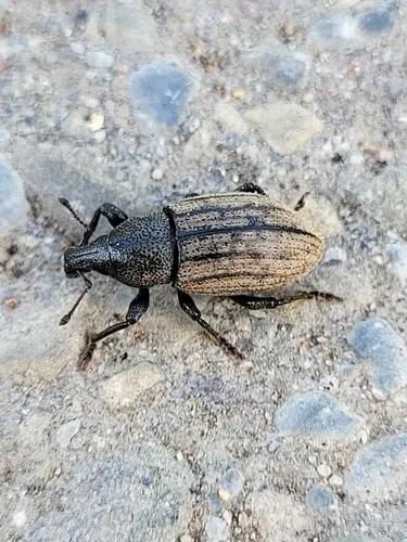 Barynotus squamosus