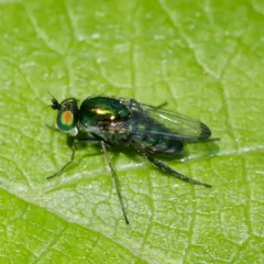 Dolichopus setifer thumbnail 4