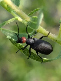 Red-headed Blister Beetle thumbnail 1