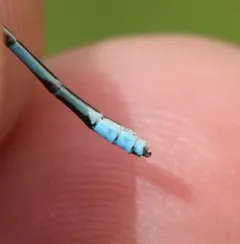 Double-striped Bluet thumbnail 3