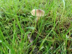 Inocybe melleiconica thumbnail 3
