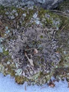 veinless pelt lichen thumbnail 2