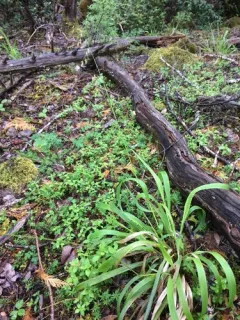 California sweet grass thumbnail 4
