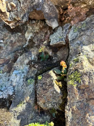 Olympic Saxifrage