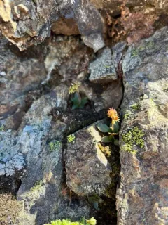 Olympic Saxifrage thumbnail 1