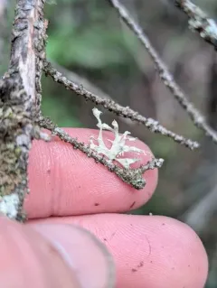 Hooded Ribbon Lichen thumbnail 4
