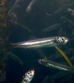 Atlantic Herring thumbnail 4