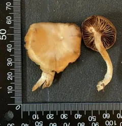 Cortinarius kauffmanianus thumbnail 2