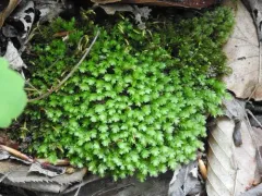 Goose Egg Moss thumbnail 2