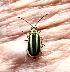 Boreal Goldenrod Leaf Beetle thumbnail 3